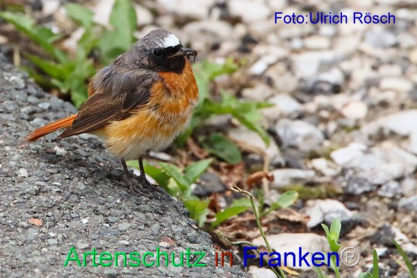 Copyright AiF Ulrich Rösch Bild zum Eintrag (76456-160)