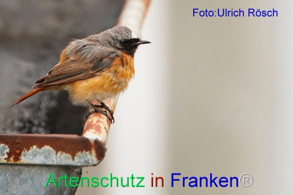Copyright AiF Ulrich Rösch Bild zum Eintrag (76457-160)