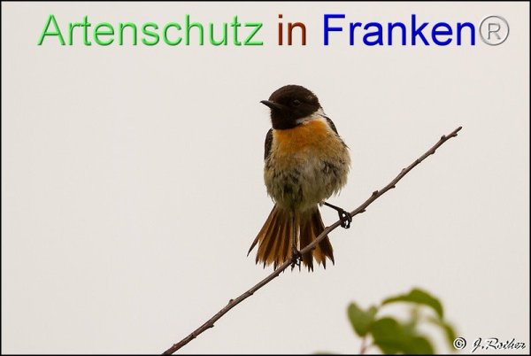 Copyright AiF Johannes Rother Bild zum Eintrag (76466-160)