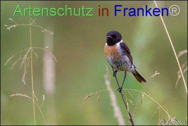 Copyright AiF Johannes Rother Bild zum Eintrag (76471-160)
