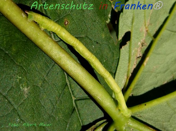 Copyright AiF - Albert Meier Bild zum Eintrag (76560-160)