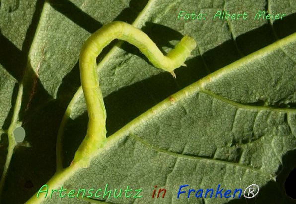 Copyright AiF - Albert Meier Bild zum Eintrag (76561-160)