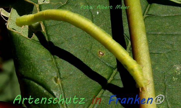Copyright AiF - Albert Meier Bild zum Eintrag (76562-160)