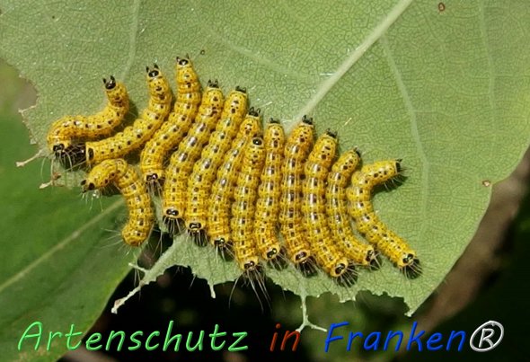 Copyright AiF - Albert Meier Bild zum Eintrag (76564-160)
