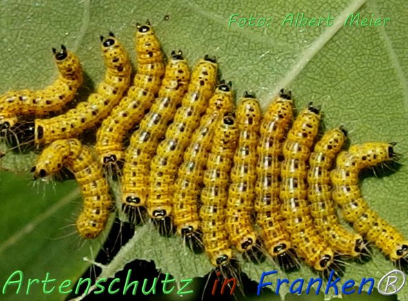 Copyright AiF - Albert Meier Bild zum Eintrag (76565-160)