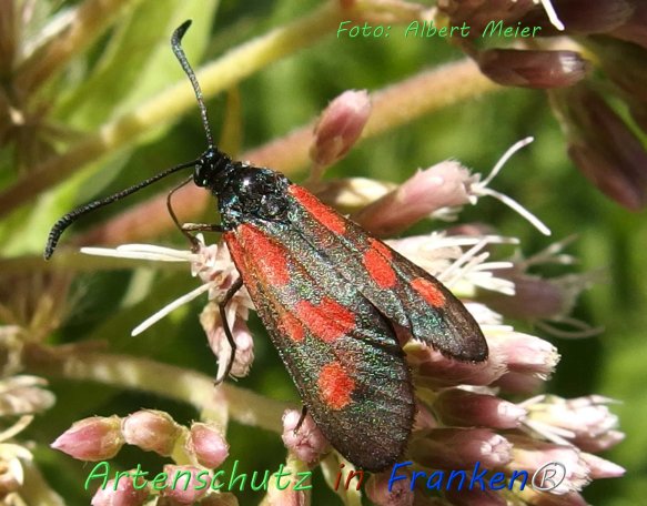 Copyright AiF - Albert Meier Bild zum Eintrag (76573-160)