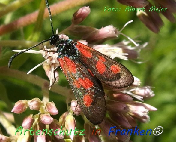 Copyright AiF - Albert Meier Bild zum Eintrag (76575-160)