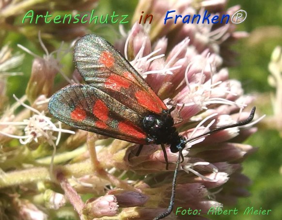 Copyright AiF - Albert Meier Bild zum Eintrag (76577-160)