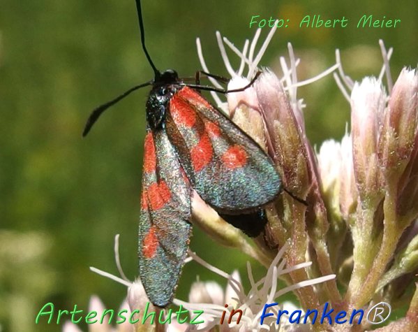 Copyright AiF - Albert Meier Bild zum Eintrag (76578-160)