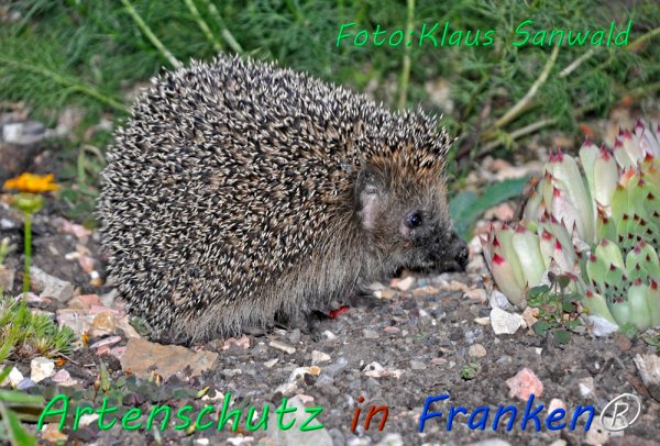 Copyright AiF Klaus Sanwald Bild zum Eintrag (76627-160)