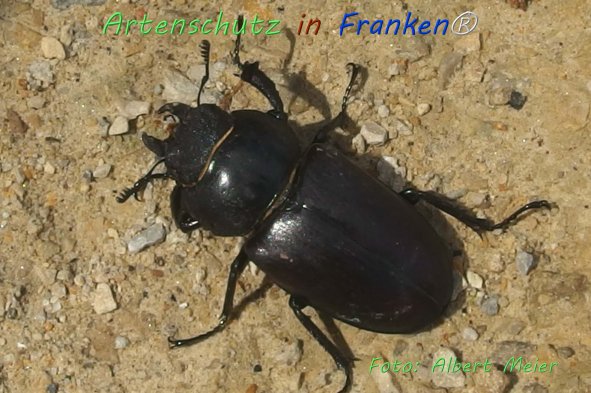 Copyright AiF - Albert Meier Bild zum Eintrag (76633-160)