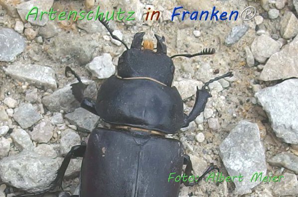 Copyright AiF - Albert Meier Bild zum Eintrag (76634-160)
