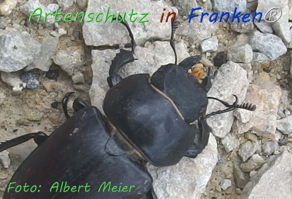 Copyright AiF - Albert Meier Bild zum Eintrag (76635-160)
