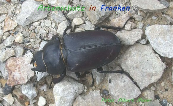 Copyright AiF - Albert Meier Bild zum Eintrag (76637-160)