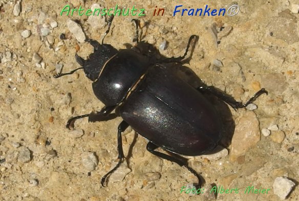 Copyright AiF - Albert Meier Bild zum Eintrag (76639-160)