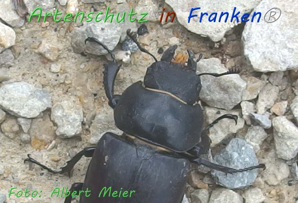 Copyright AiF - Albert Meier Bild zum Eintrag (76640-160)