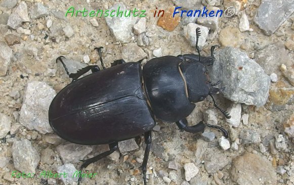Copyright AiF - Albert Meier Bild zum Eintrag (76642-160)