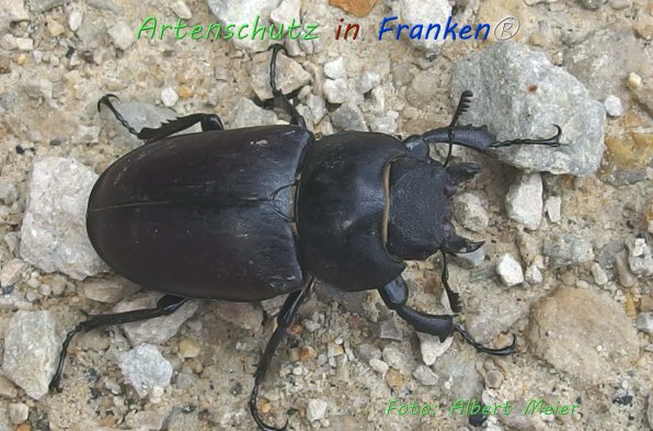 Copyright AiF - Albert Meier Bild zum Eintrag (76643-160)