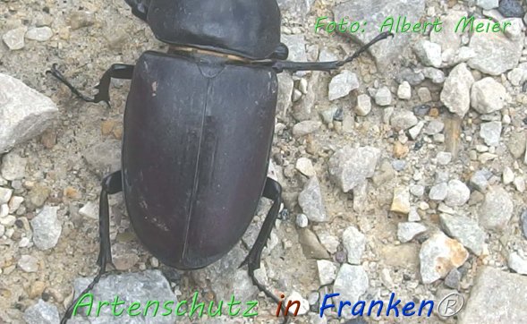 Copyright AiF - Albert Meier Bild zum Eintrag (76644-160)