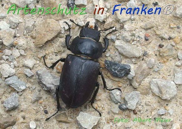Copyright AiF - Albert Meier Bild zum Eintrag (76646-160)