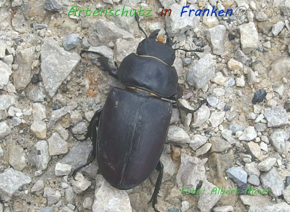 Copyright AiF - Albert Meier Bild zum Eintrag (76647-160)