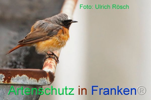 Copyright AiF Ulrich Rösch Bild zum Eintrag (76761-160)
