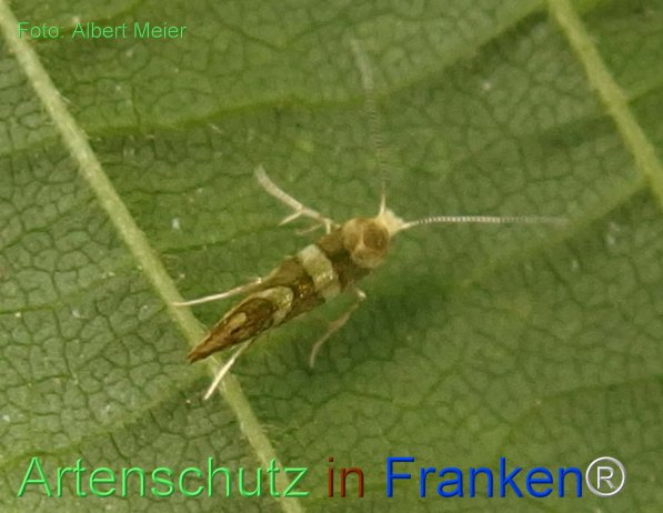 Copyright AiF - Albert Meier Bild zum Eintrag (76771-160)