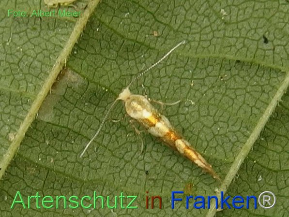 Copyright AiF - Albert Meier Bild zum Eintrag (76772-160)