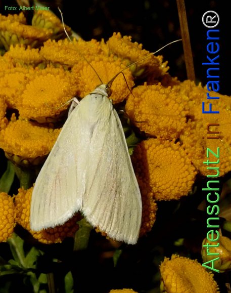Copyright AiF - Albert Meier Bild zum Eintrag (76781-160)