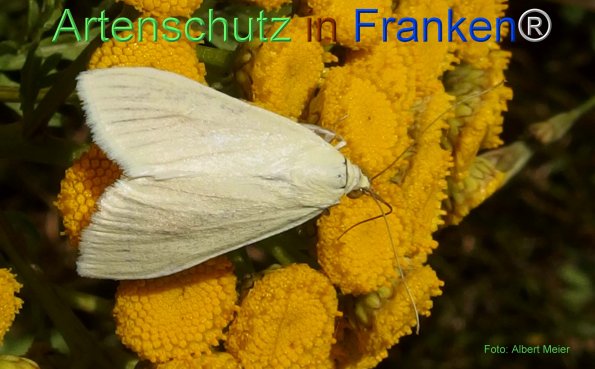 Copyright AiF - Albert Meier Bild zum Eintrag (76782-160)