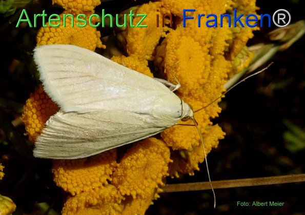 Copyright AiF - Albert Meier Bild zum Eintrag (76783-160)