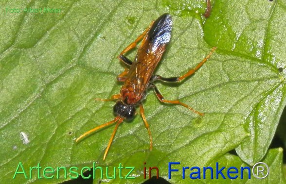 Copyright AiF - Albert Meier Bild zum Eintrag (76786-160)