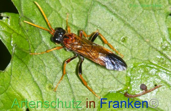 Copyright AiF - Albert Meier Bild zum Eintrag (76787-160)