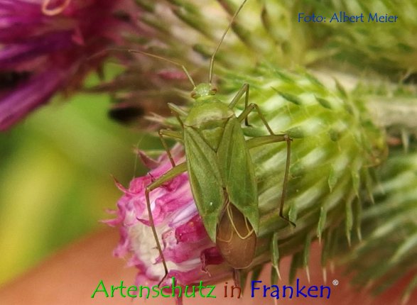 Copyright AiF - Albert Meier Bild zum Eintrag (76791-160)