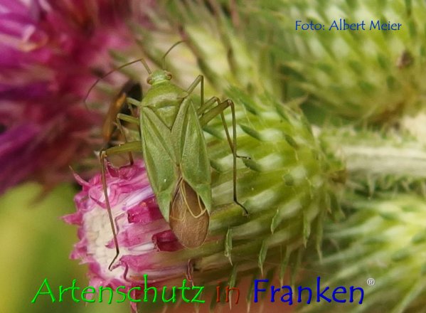 Copyright AiF - Albert Meier Bild zum Eintrag (76793-160)
