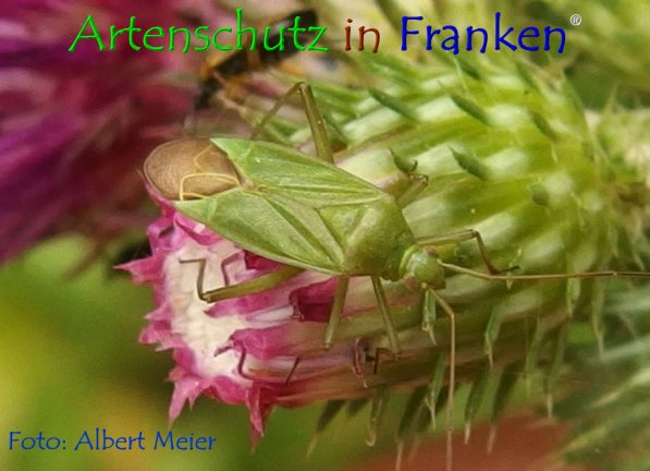 Copyright AiF - Albert Meier Bild zum Eintrag (76794-160)