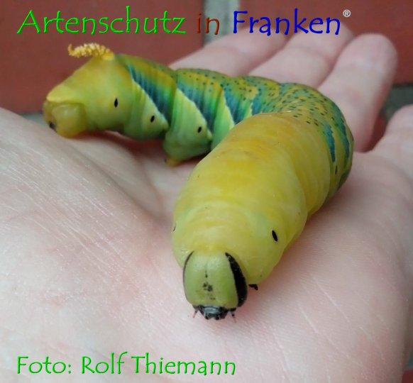 Copyright AiF Rolf Thiemann Bild zum Eintrag (76801-160)