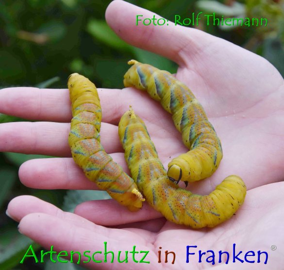 Copyright AiF Rolf Thiemann Bild zum Eintrag (76805-160)