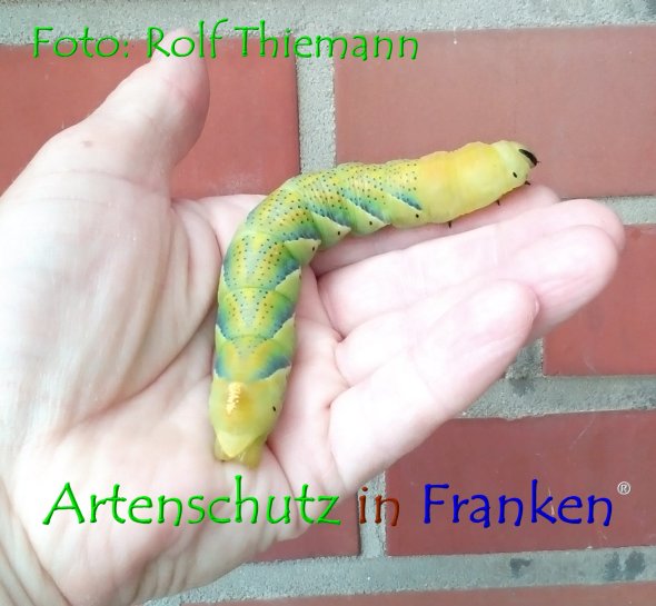 Copyright AiF Rolf Thiemann Bild zum Eintrag (76806-160)