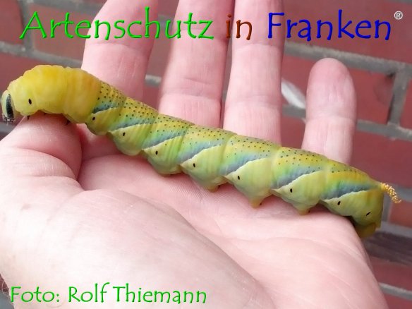Copyright AiF Rolf Thiemann Bild zum Eintrag (76807-160)