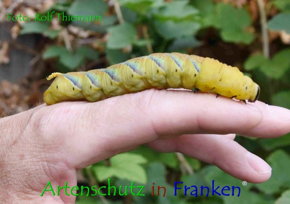 Copyright AiF Rolf Thiemann Bild zum Eintrag (76809-160)