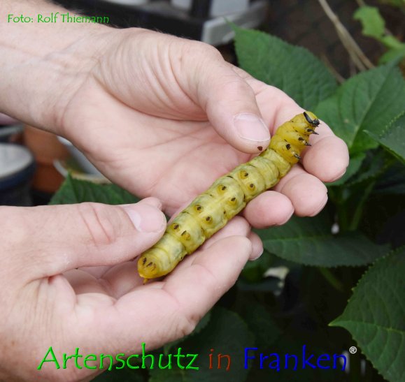 Copyright AiF Rolf Thiemann Bild zum Eintrag (76810-160)