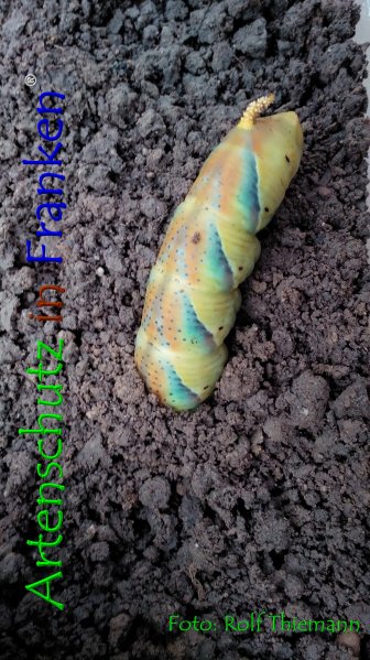 Copyright AiF Rolf Thiemann Bild zum Eintrag (76812-160)