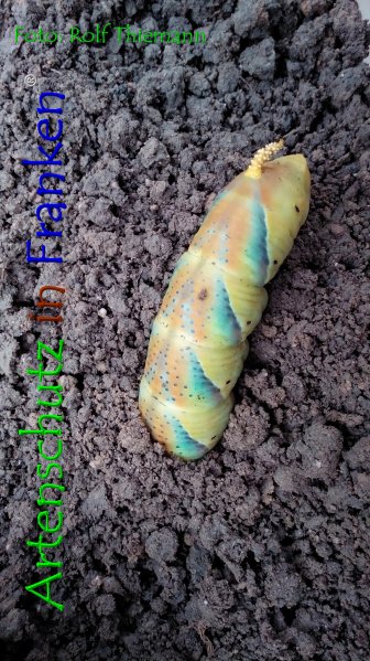 Copyright AiF Rolf Thiemann Bild zum Eintrag (76813-160)