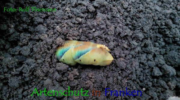 Copyright AiF Rolf Thiemann Bild zum Eintrag (76814-160)