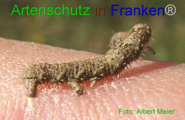 Copyright AiF - Albert Meier Bild zum Eintrag (76854-160)