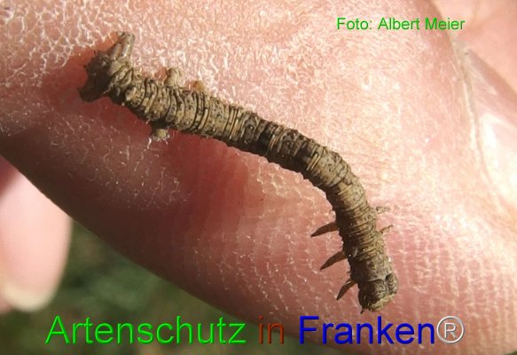 Copyright AiF - Albert Meier Bild zum Eintrag (76855-160)