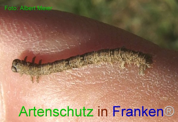 Copyright AiF - Albert Meier Bild zum Eintrag (76856-160)