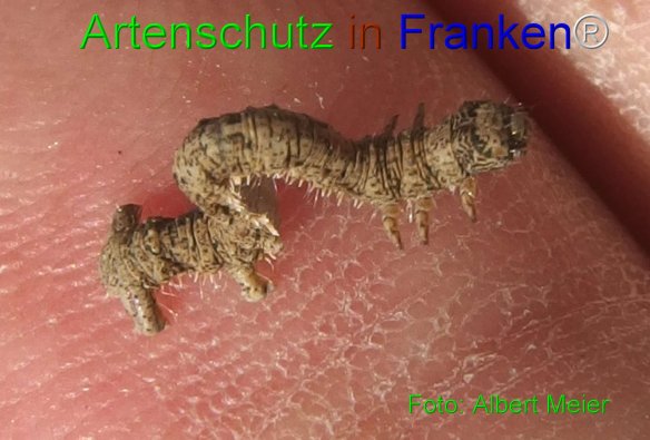 Copyright AiF - Albert Meier Bild zum Eintrag (76857-160)