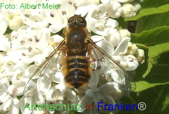 Copyright AiF - Albert Meier Bild zum Eintrag (76924-160)